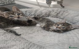 Mixed Breed cats for sale: Kittens looking for home  - Advert 4