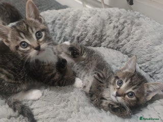 Mixed Breed cats Kittens looking for home - Advert 4