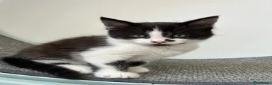 Mixed Breed Kitten 1