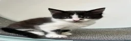 Mixed Breed cats for sale: Kittens looking for forever homes - Advert 4
