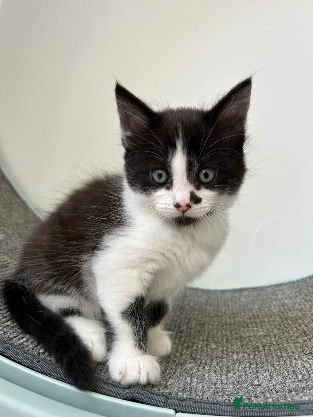 Mixed Breed cats for sale: Kittens looking for forever homes - Advert 4