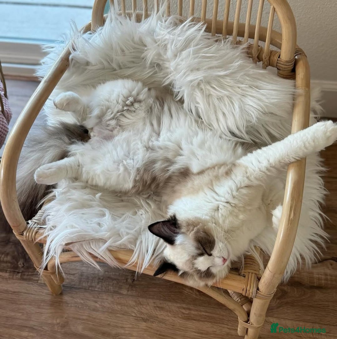 Ragdoll cats for sale: All looking a swt loving HM - Advert 8