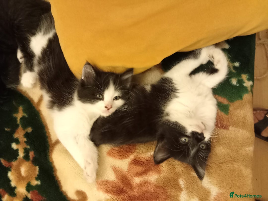 Mixed Breed cats for sale: 5 gorgeous fluffy tuxedo kittens - Image 11
