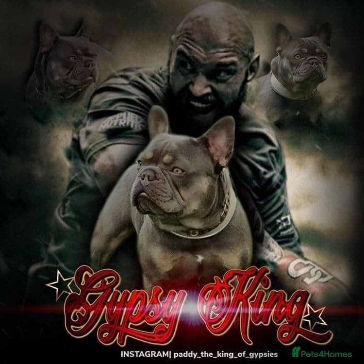 French Bulldog dogs Proven stud 🔥🔥 in Tipton - Advert 4