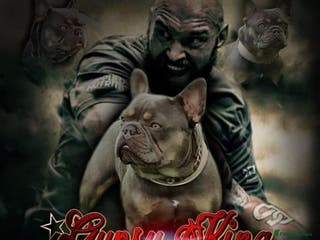 French Bulldog dogs Proven stud 🔥🔥 in Tipton - Advert 19