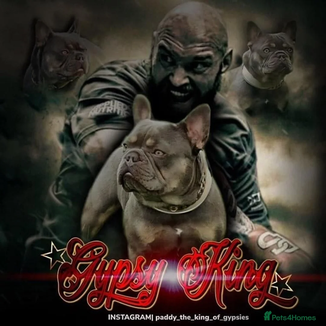 French Bulldog dogs for stud: Proven stud 🔥🔥 in Tipton - Advert 1