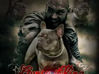 French Bulldog dogs Proven stud 🔥🔥 in Tipton - Advert 6