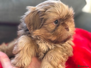 Shih Tzu dogs Shih Tzu KARASHISHI Line Two Boys Left Green Eyes - Advert 1