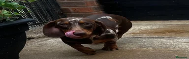 Miniature Dachshund 1