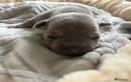 French Bulldog dogs for sale: Stunning litter of French bulldog puppies  - Image 7