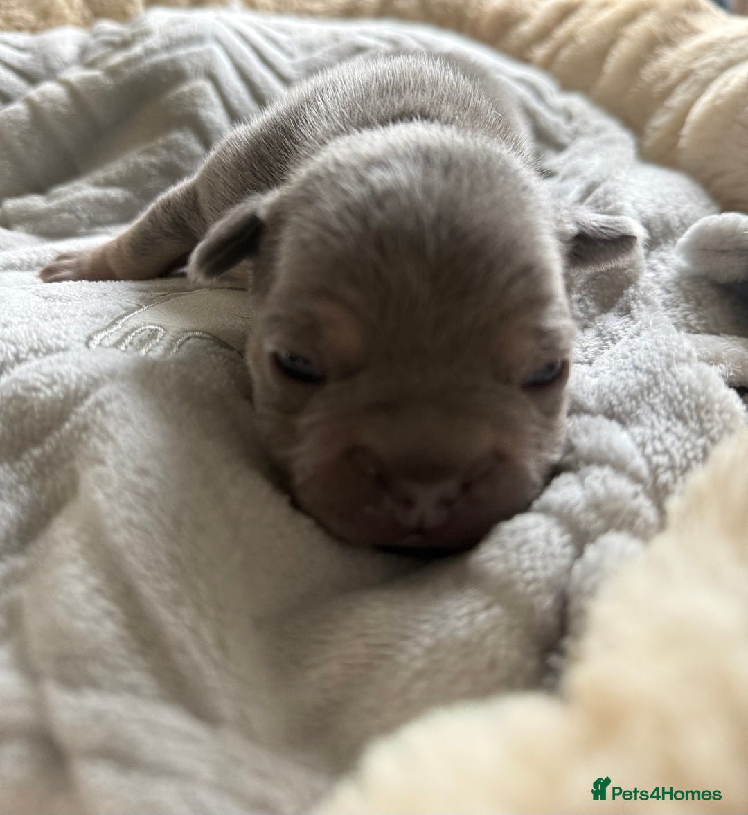 French Bulldog dogs for sale: Stunning litter of French bulldog puppies  - Image 7