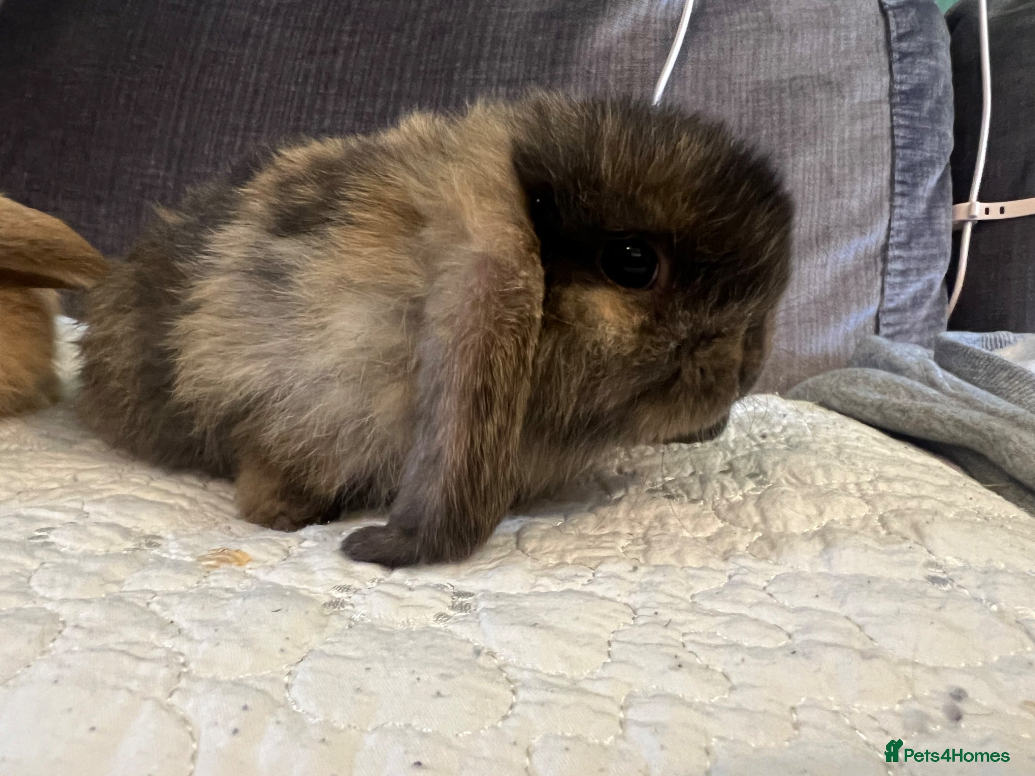 Mini Lop rabbits Mixed mini lops - Advert 5