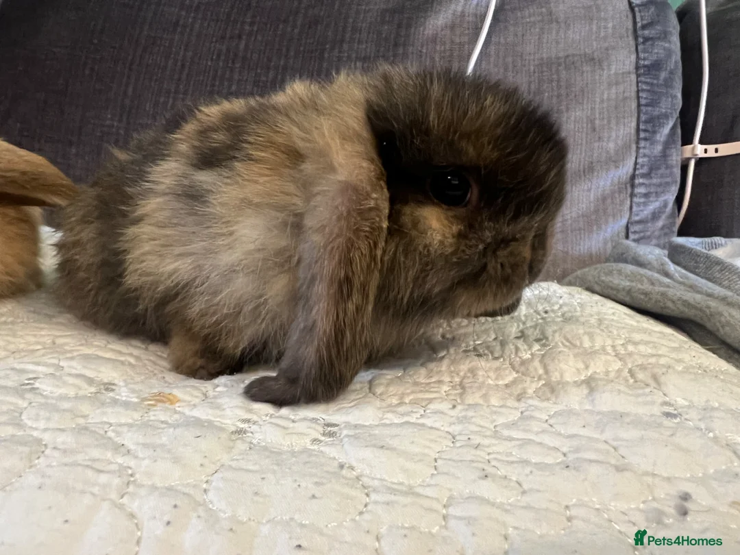 Mini Lop rabbits for sale: Mixed mini lops - Advert 1