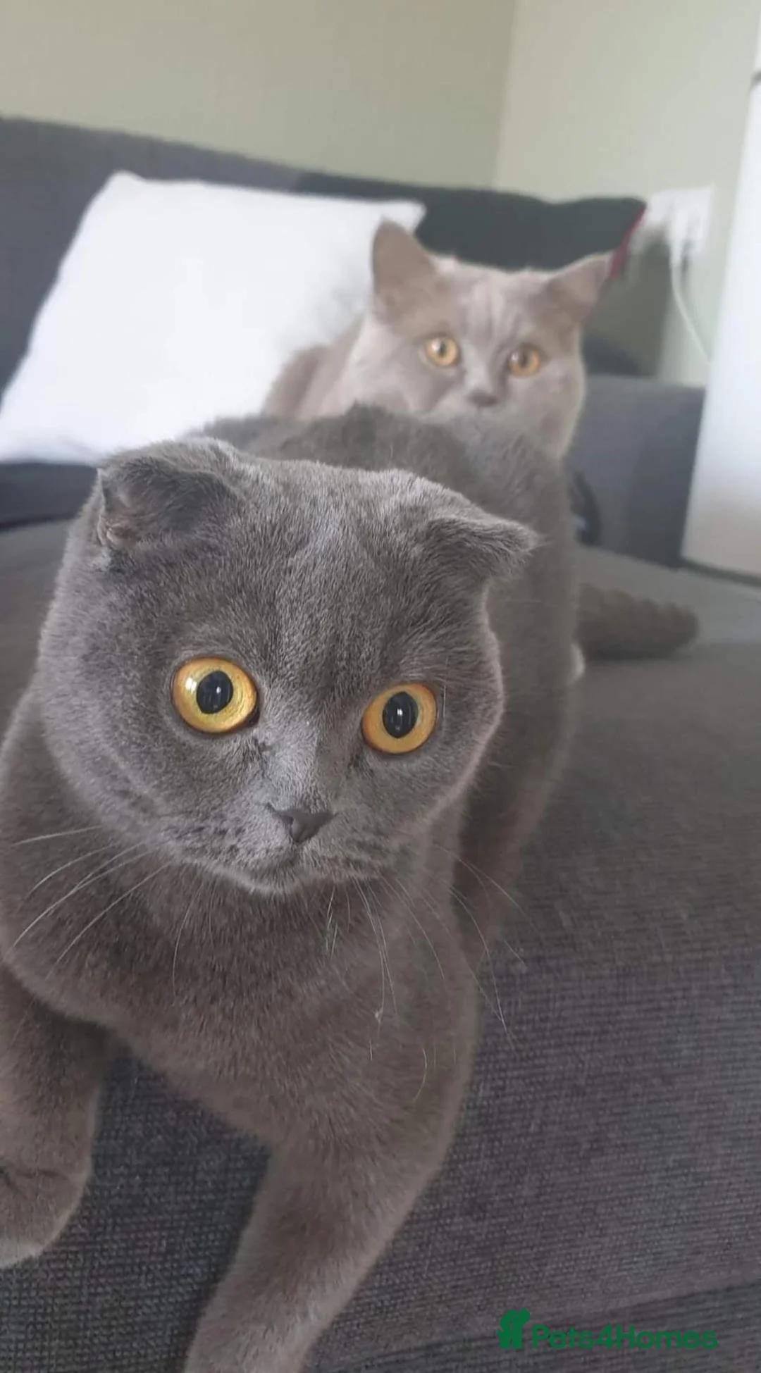 Scottish Fold cats for sale: Wonderful kittens 😸  - Advert 2