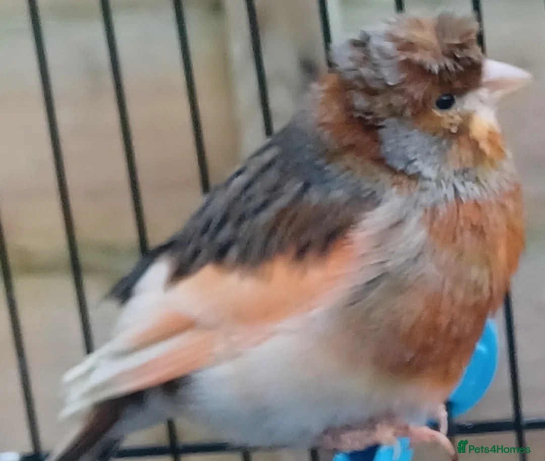 Canaries birds for sale: HARLEQUIN RED FACTOR PORTUGUESE CREASTED  - Advert 12