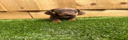 Miniature Dachshund dogs for sale: miniature dachshund - Advert 8
