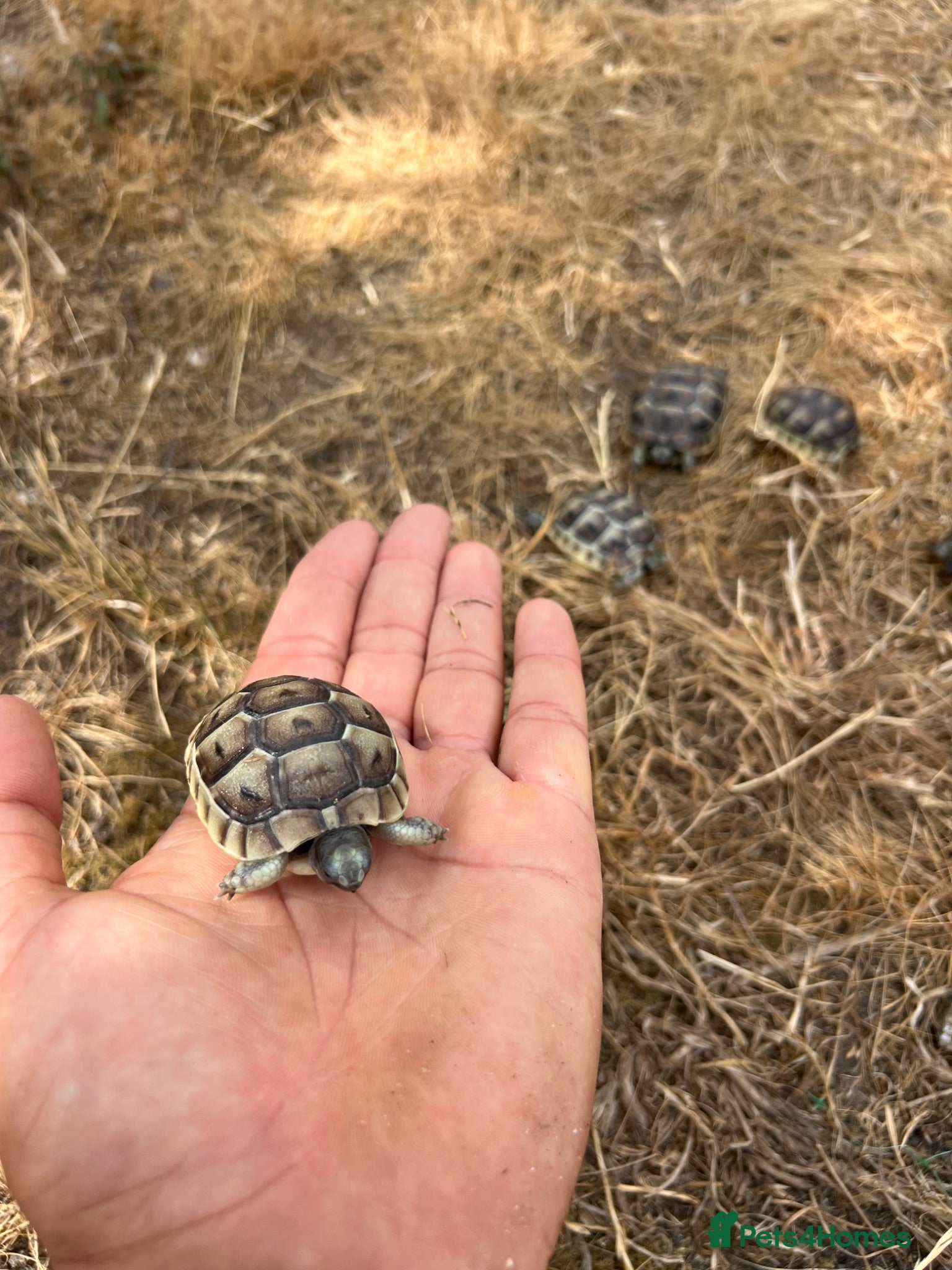 Tortoise reptiles Uk Bred Spur thighed tortoises  - Advert 1