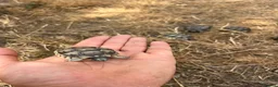 Tortoise reptiles for sale: Uk Bred Spur thighed tortoises  - Advert 1