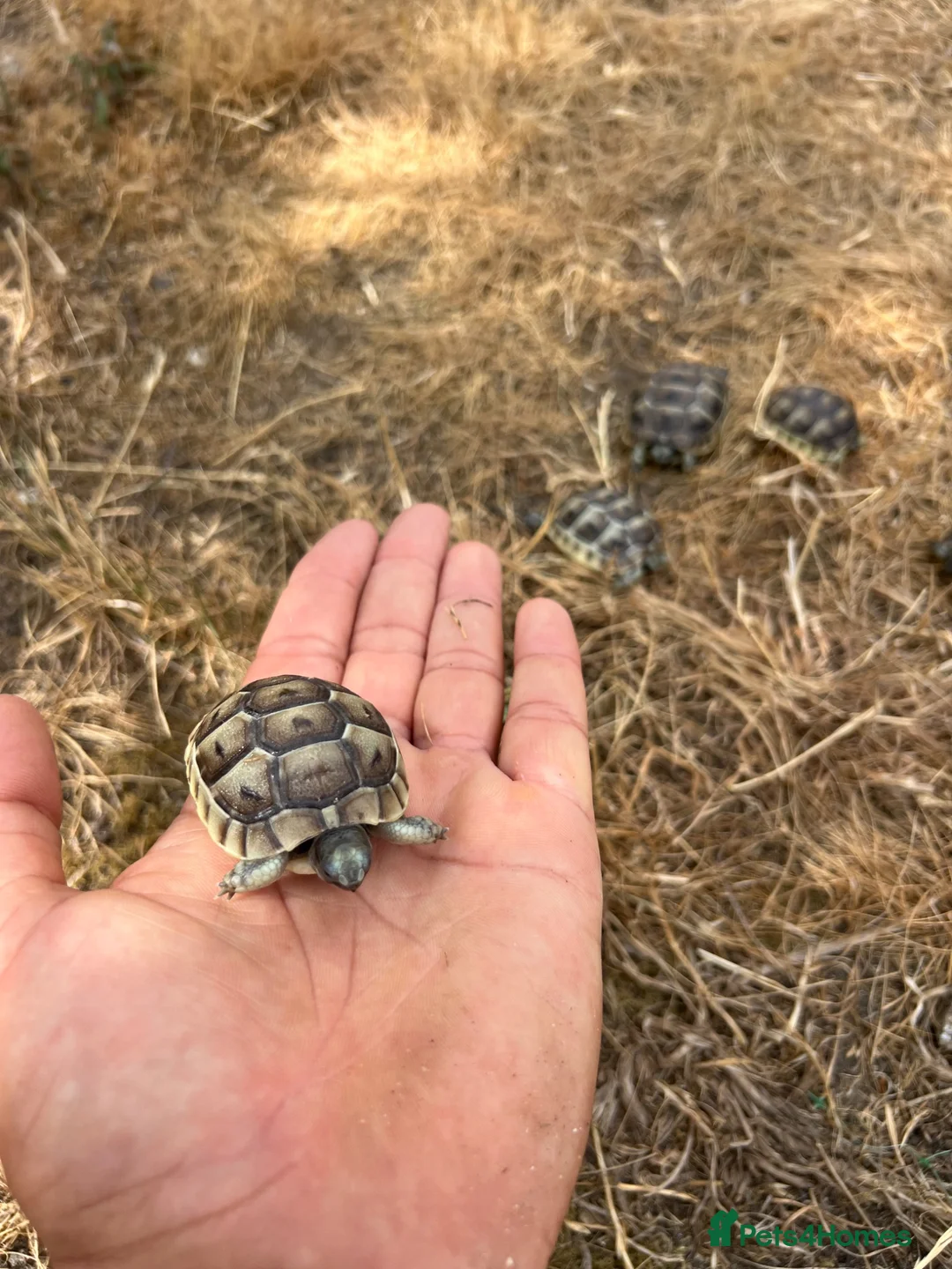 Tortoise reptiles for sale: Uk Bred Spur thighed tortoises  - Advert 1