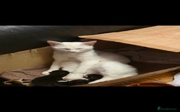 Turkish Angora cats for sale: Polydactyl male Turkish angora kittens - Image 6