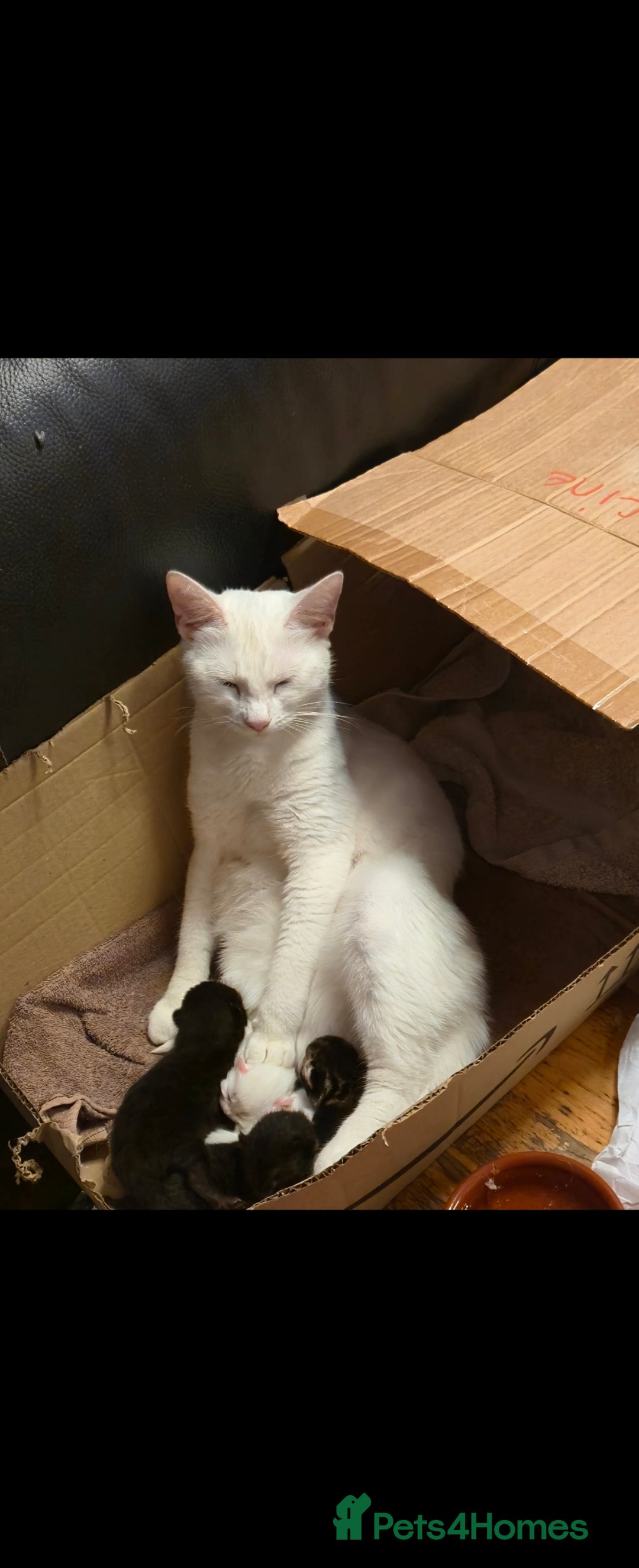 Turkish Angora cats for sale: Polydactyl male Turkish angora kittens - Image 6