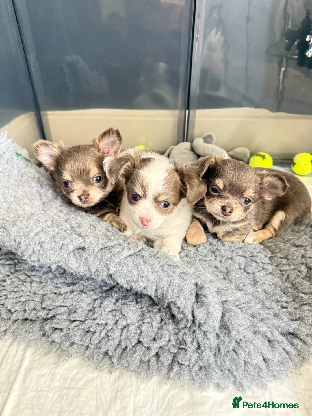 Chihuahua dogs for sale: Blue/Lilac Chihuahua Puppies - Advert 3