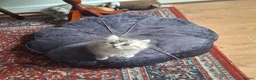 Persian cats for sale: Persian chinchilla  - Advert 6