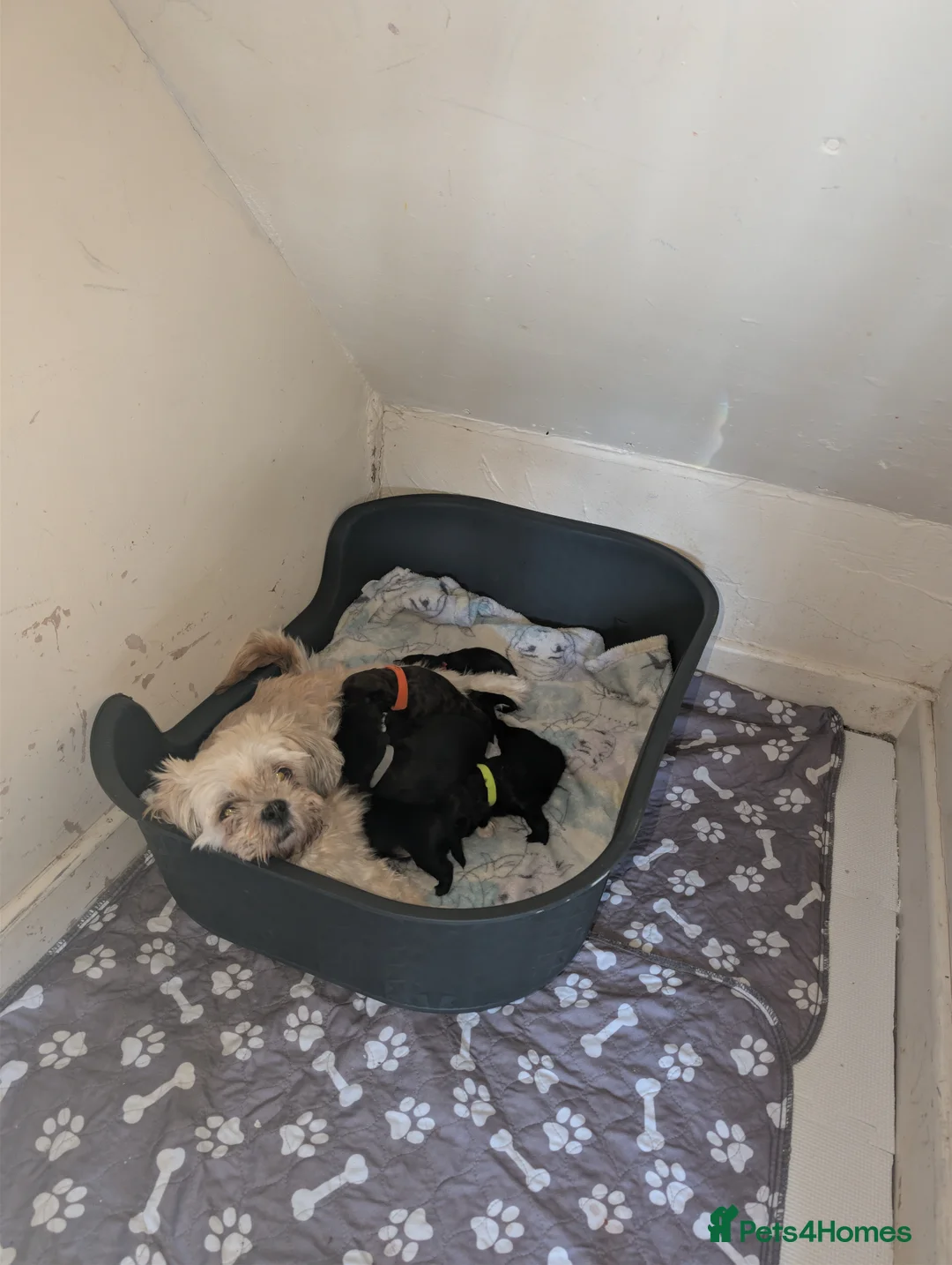 Mixed Breed dogs for sale: Mixed breed puppies  - Advert 1