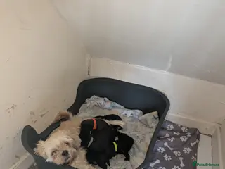 Mixed Breed dogs Mixed breed puppies - Advert 1