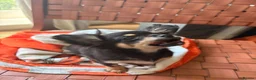 Chihuahua dogs for sale:  🐾 One little precious girl remaining 🐾  - Advert 16
