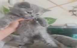 British Shorthair cats for sale: Adorable kittens  4 sweet home - Image 22