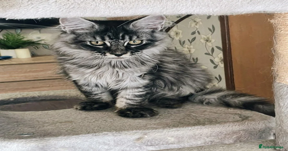 Mink Pets & Animals for sale | Pets4Homes