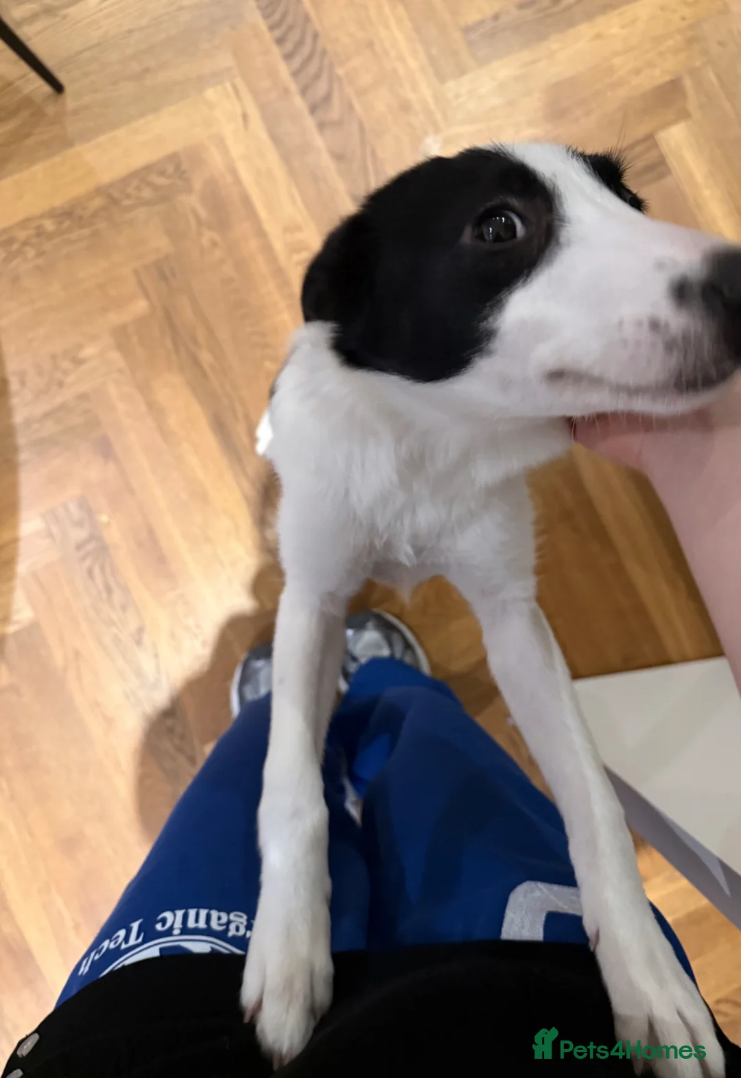 Border Collie dogs for sale: Friendly Border Collie Puppy – Smart & Loving Girl in Manchester - Advert 4