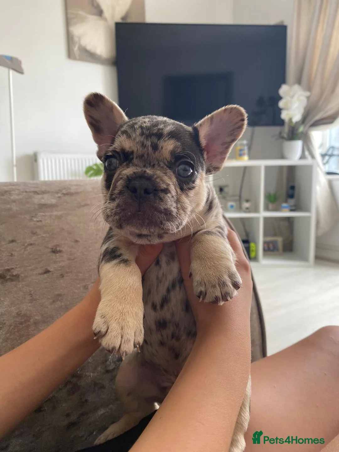 French Bulldog dogs for stud: ** RogueRoyales Zeus ** Fully Suited Lilac Merle  in Wolverhampton - Advert 30