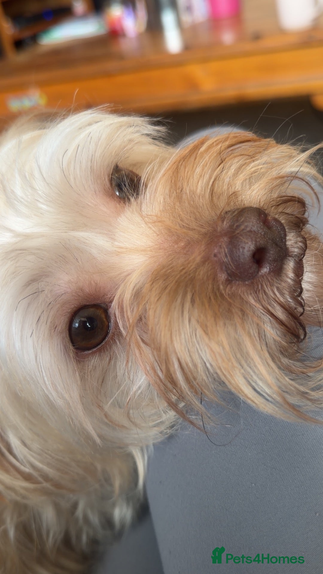Mixed Breed dogs Female Shih Tzu crossbreed  - Advert 1