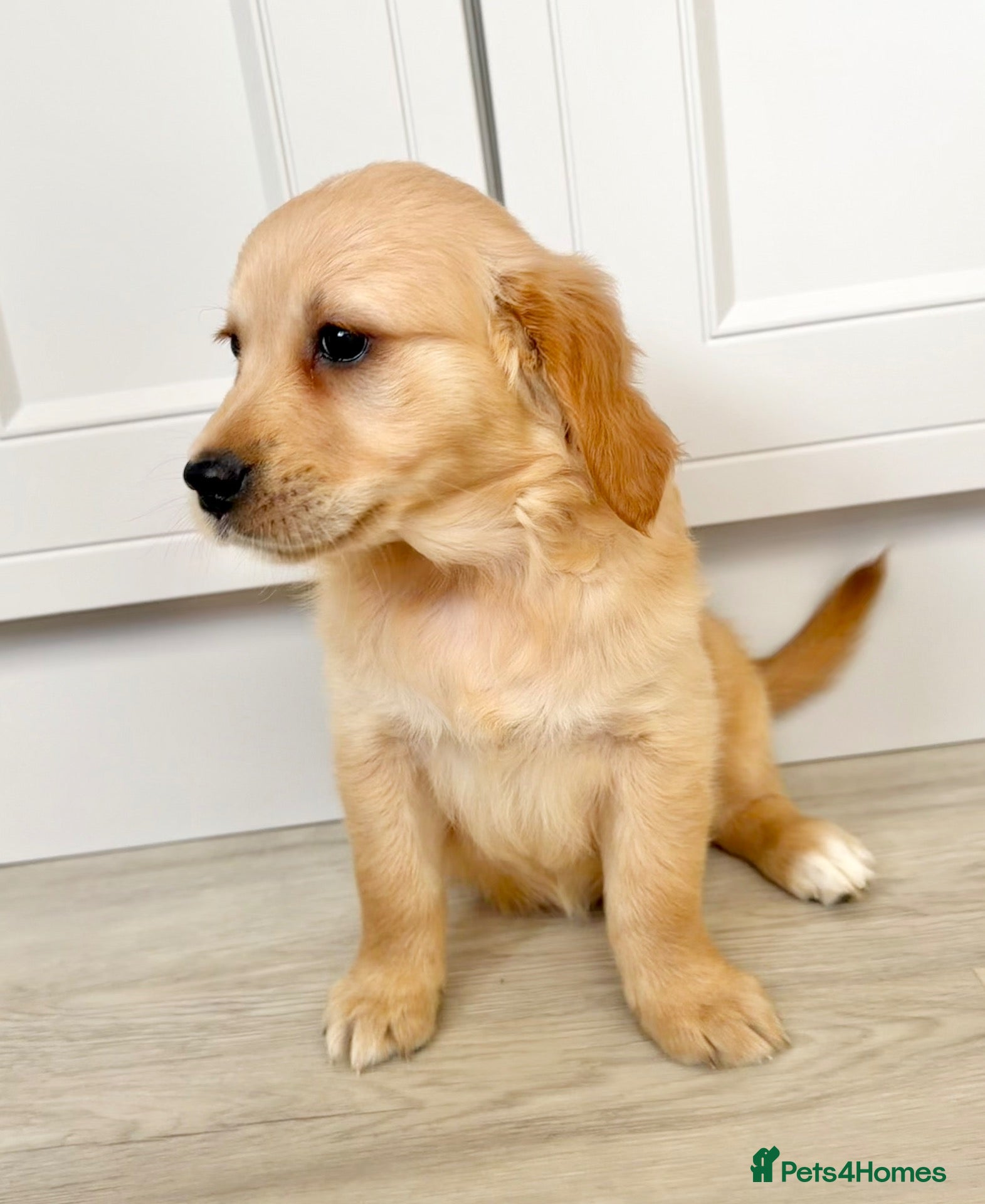 Golden Retriever dogs Golden retriever perfect puppies  - Advert 11