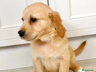 Golden Retriever dogs Golden retriever perfect puppies - Advert 1