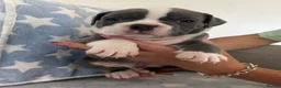 Old Tyme Bulldog dogs for sale: EXQUISITE Old tyme English bulldog puppies  - Advert 6