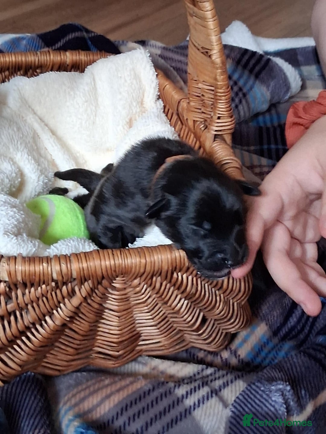 Mixed Breed dogs for sale: Portuguese water dog x Golden retriever puppies  - Image 12