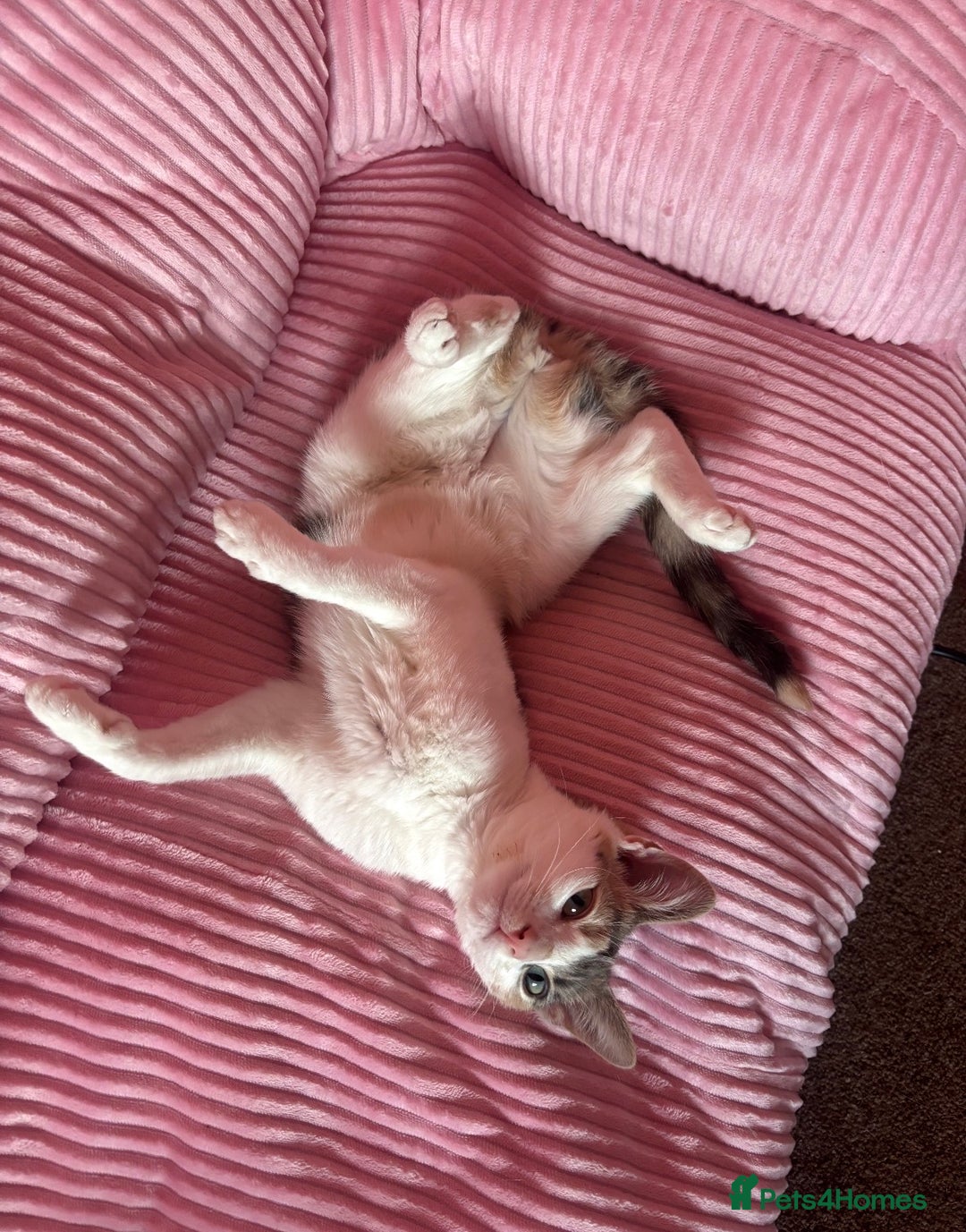 Domestic Shorthair cats for sale: 21 month old female cat  - Advert 8