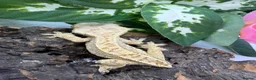 Gecko reptiles for sale: Crested Gecko Collection for sale  - Advert 11
