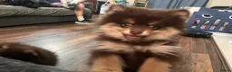 Pomeranian dogs for sale: SUPER FLUFFY Pomeranians ready to leave NOW - Advert 15