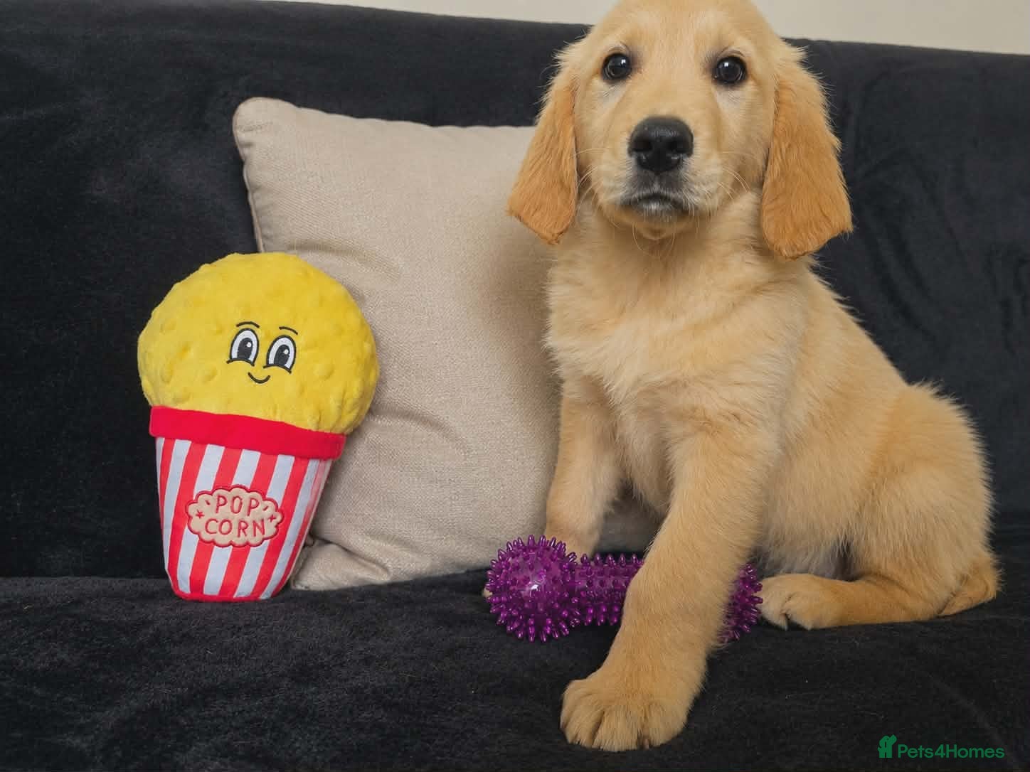 Golden Retriever dogs Golden retriever - Advert 18