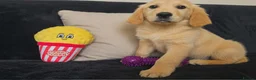 Golden Retriever dogs for sale: Golden retriever - Advert 2