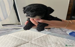 Cockapoo dogs for sale: Beautiful litter of cockapoo puppies  - Image 2