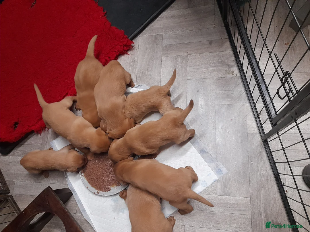 Labrador Retriever dogs for sale: Fox redlabrador puppies  - Advert 13