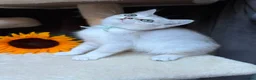 British Longhair cats for sale: PURE TICA BRITISH SHORTHAIR & LONGHAIR KITTENS  - Advert 23