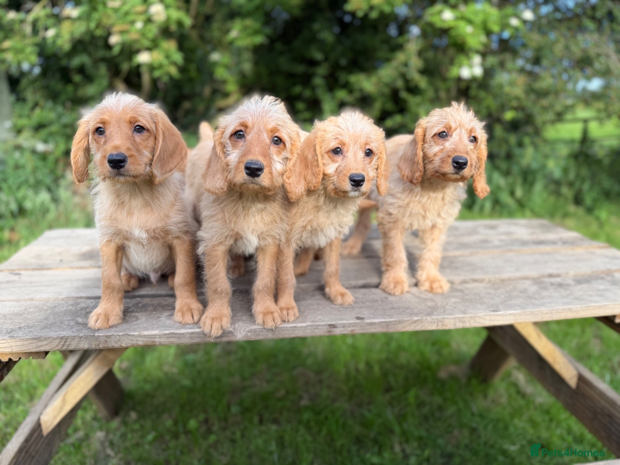 Labradoodle dogs Fox Red Labradoodle Puppies  - Advert 1
