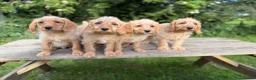 Labradoodle dogs for sale: Adorable Small Labradoodle Puppies - Advert 20