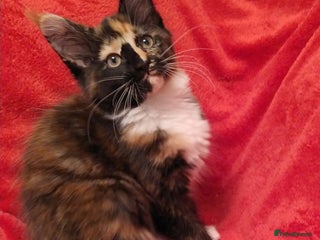 Maine Coon cats - Advert 1